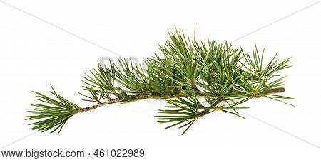 Cedrus Deodara Branch Isolated On White Background