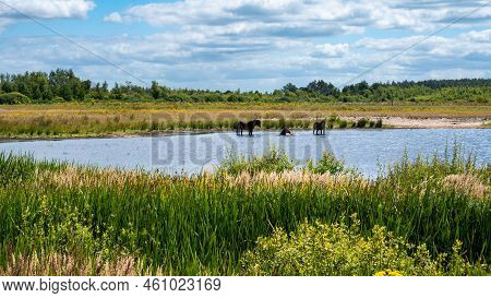 Horses Taking A Bath In The Water Pond, Surronded By Green Fields Of The National Park, Drenthe, The