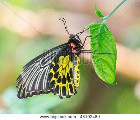 ผีเสื้อ Birdwing ทอง