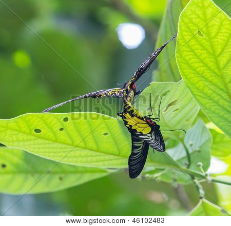 ผีเสื้อ Birdwing ทอง