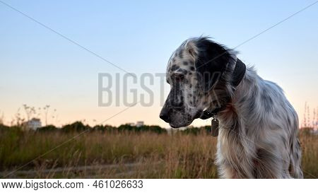 English Setter Close-up. Portrait Of An English Setter Sitting In A Field