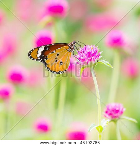 Plain Tiger Schmetterling