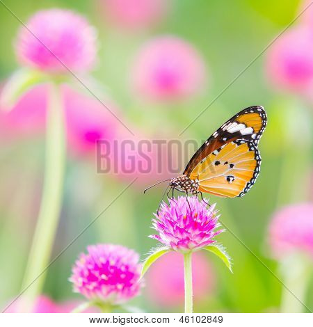 Plain Tiger Schmetterling