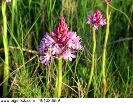 Unusual Spring Purple Pink Flower Anacamptis Pyramidalis Close Up. Plants Spain Mountains. Spring Bl