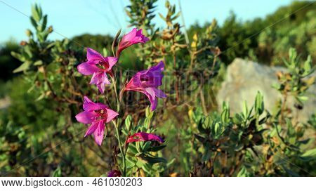 Unusual Spring Purple Violet Flower Gladiolus Byzantinus Close Up. Plants Spain Mountains. Spring Bl