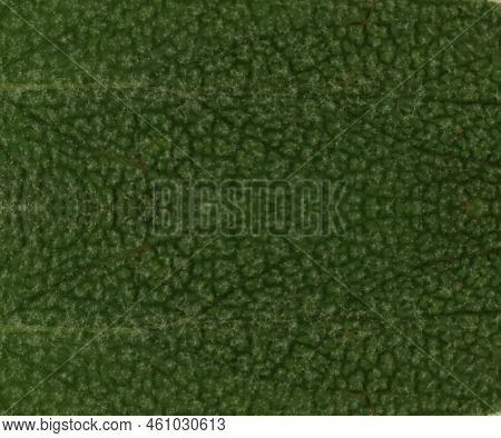 Texture Of Soft Green Leaf. Dark Green Color Background. Pubescent Leaf. For Invitations, Notebook C