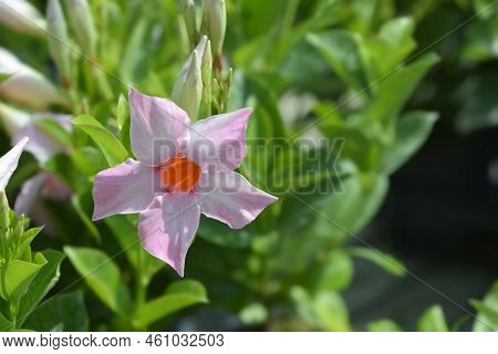 Rocktrumpet Tropical Coast Pink Flower In The Garden