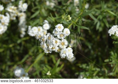 Sneezewort Yarrow White Flowers In The Summer