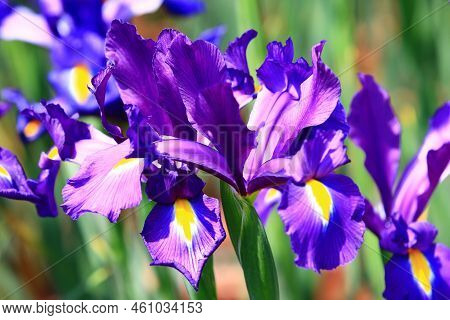 View Of Iris(flag,gladdon,fleur-de-lis) Flowers,close-up Of Beautiful Colorful Iris Flowers Blooming