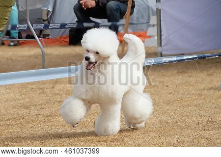 White Poodle Running Around The Ring At A Dog Show.