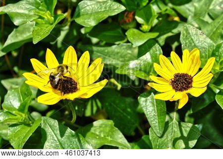 Helianthus Debilis Latin Name Beach Sunflower Flowers With A Bee On The Flower In A Garden