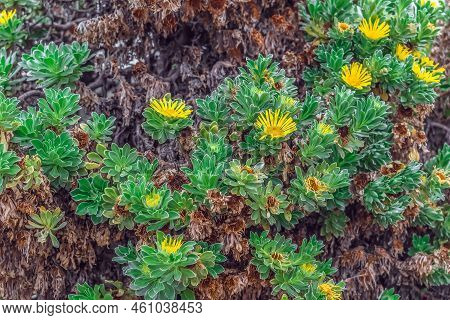 Brown-green-yellow Floral Texture With Blooming Canary Island Daisy Or Asteriscus Sericeus. Dry And 