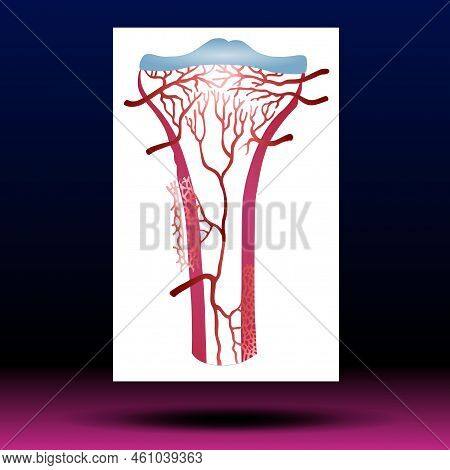 Articular Cartilage - Knee - Joints - Leg - Body Parts