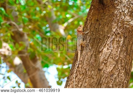 Close Up Of Indian Chameleon Crawling On A Tree
