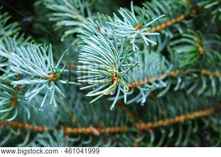 Blue Spruce Pine Tree Branches With Needles Foliage And Raindrops Or Morning Dew Drops Natural Backg