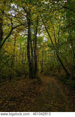 Autumn Forest With Sunlight. Natural Background. Autumn Nature. Travel, Way, Hiking, Trekking Concep