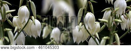 Flowers Of Yucca. Blooming Yucca Bush. Yucca Bushes In Bloom. Gardening Theme.decorative Yucca Plant
