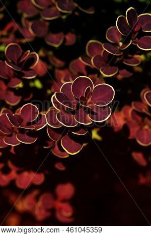 Plant Natural Background. Japanese Barberry Or Red Barberry Branch.
