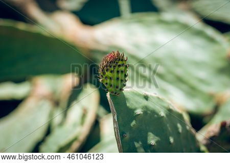Close Up View Of Cactus Opuntia Leucotricha Plant With Spines. (indian Fig Opuntia, Barbary Fig, Cac