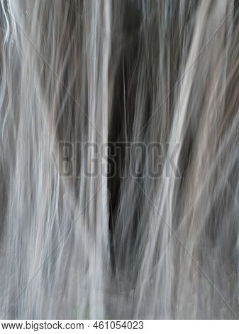 Blurry Roots Of Banyan Tree Which Can Be Used As An Abstract Background