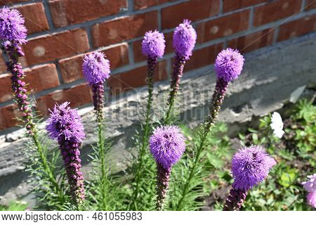 Purple Flowers Of Liatris In The Summer Garden In The Afternoon. Beautiful Lush Flowers Of Liatris S