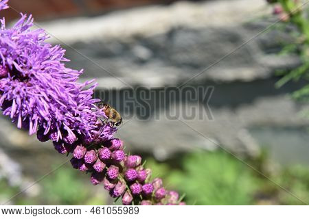 Purple Flowers Of Liatris In The Summer Garden In The Afternoon. Beautiful Lush Flowers Of Liatris S