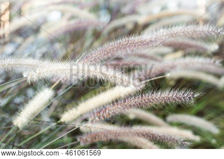 Close Up And Selective Focus Image Of Desho Grass Flowers