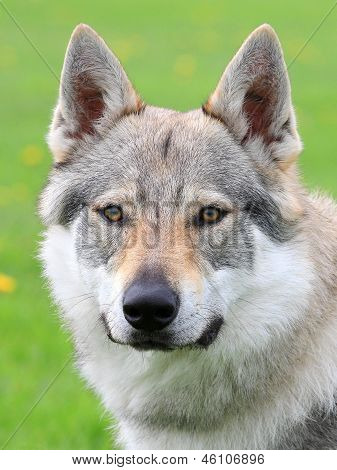 Porträtt av tjeckoslovakisk varghund