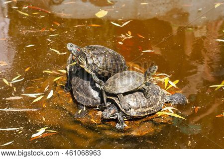 Four Bog Turtles On A Small Island In The Pond