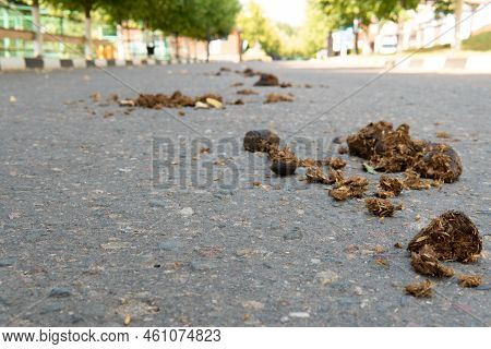 Horse Manure Dirty Excrement Dung Animal Organic Asphalt Smell, Concept Poo Agriculture From Crap An