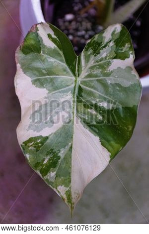 Closeup Of The Beautiful Variegated And Marbled Leaf Of Alocasia Odora
