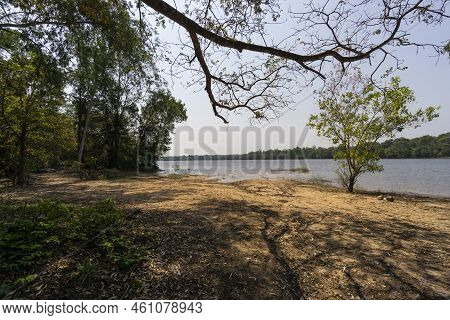 Man Made Reservoir Environmental Conservation Helping Native Species To Recover By Planting Native P