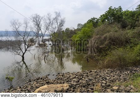 Man Made Reservoir Environmental Conservation Helping Native Species To Recover By Planting Native P