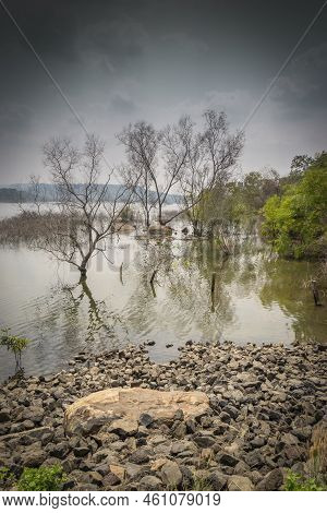 Man Made Reservoir Environmental Conservation Helping Native Species To Recover By Planting Native P