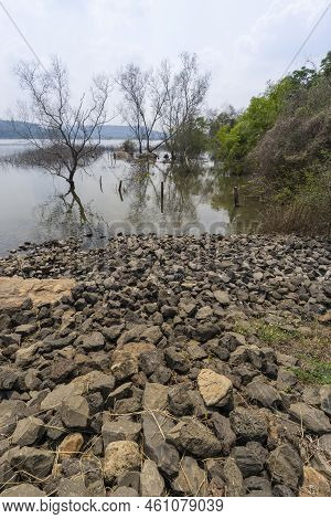 Man Made Reservoir Environmental Conservation Helping Native Species To Recover By Planting Native P
