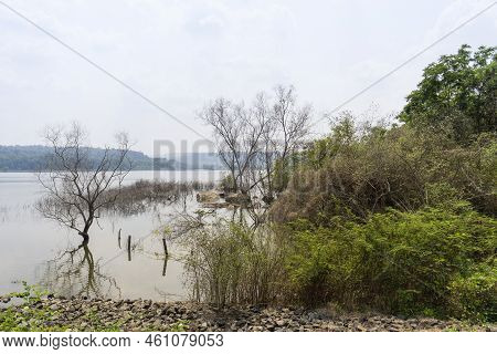 Man Made Reservoir Environmental Conservation Helping Native Species To Recover By Planting Native P