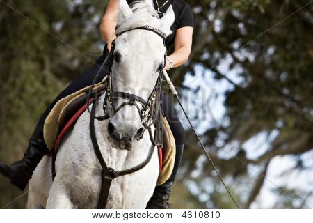 Lippizaner en Rider