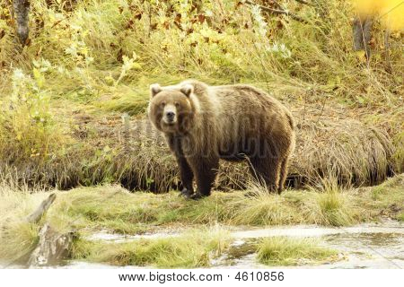 Medvěd hnědý (ursus Arctos Jeniseensis)