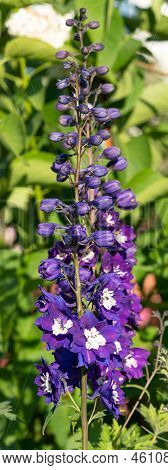 Candle Larkspur (delphinium Elatum), Close Up Of The Flower Head