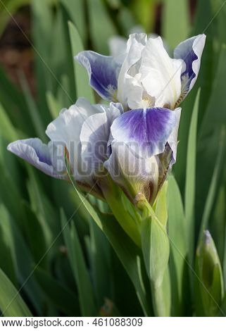 German Iris (iris Barbata-nana), Close Up Of The Flower Head