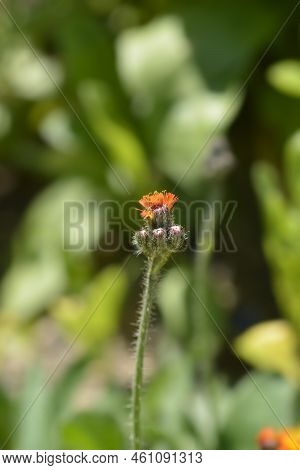 Orange Hawkweed Flowers Buds In The Garden