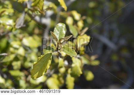 Ebbinges Silverberry Shrub Leaves In The Spring