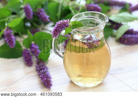 Herbal Tea From Medicinal Herb Agastache Foeniculum, Also Called  Giant Hyssop Or Indian Mint.  Arom