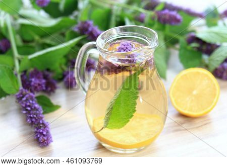 Herbal Tea From Medicinal Herb Agastache Foeniculum, Also Called  Giant Hyssop Or Indian Mint.  Arom