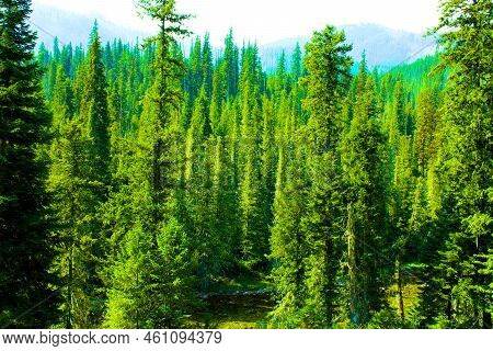 Lodgepole Pine Trees On An Alpine Evergreen Forest Taken At Lolo National Forest, Mt In The Rural No