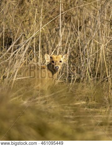 Indian Hog Deer Or Axis Porcinus Portrait With Eye Contact At Dhikala Zone Of Jim Corbett National P