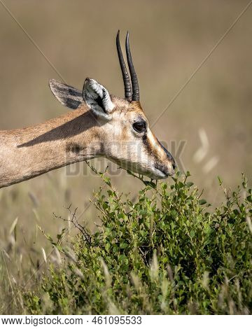 Chinkara Or Indian Gazelle Or Gazella Bennettii An Antelope Portrait Grazing Grass At Ranthambore Na
