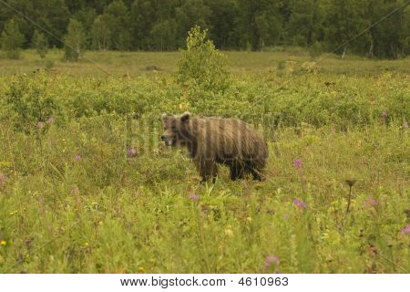 Medvěd hnědý (ursus Arctos Jeniseensis)