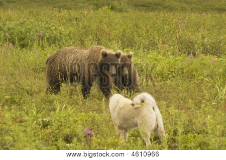Medvěd hnědý (ursus Arctos Jeniseensis)