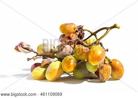 A Brush Of Grapes Affected By The Disease On A White Background. Close-up Of A Bunch Of Grapes With 